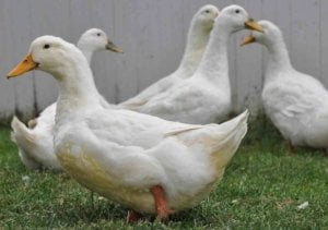 The photo of ducks before they are processed into meat