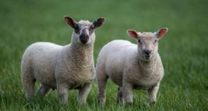 Two lambs in grass field