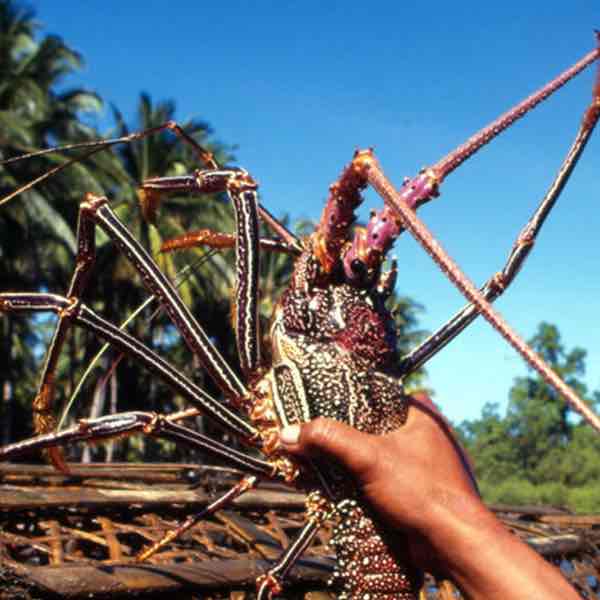 - lobster heaven in indonesia, everything you need to know to enjoy them