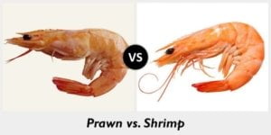 The photo that compares prawn and shrimp