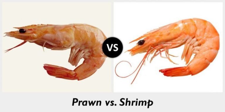 - shrimp-licious: all interesting facts about shrimp