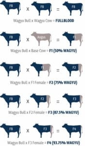 A chart to complete the guide to understand all about wagyu
